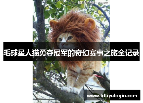 毛球星人猫勇夺冠军的奇幻赛事之旅全记录